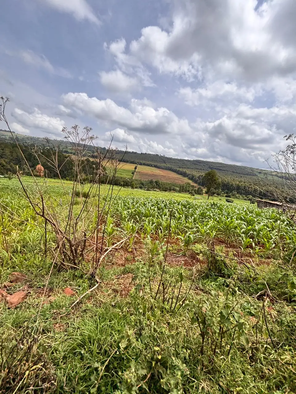 5 ACRES FOR SALE IN OL KALOU, KARAU. (NYANDARUA COUNTY)