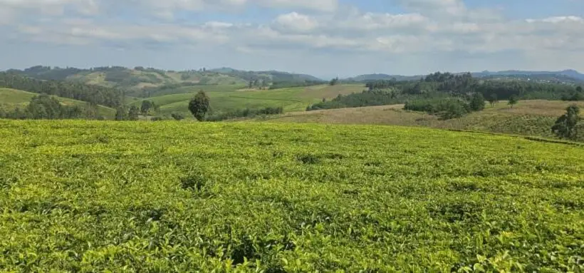 LAND FOR SALE IN KERICHO, CHEMOSOT WARD.