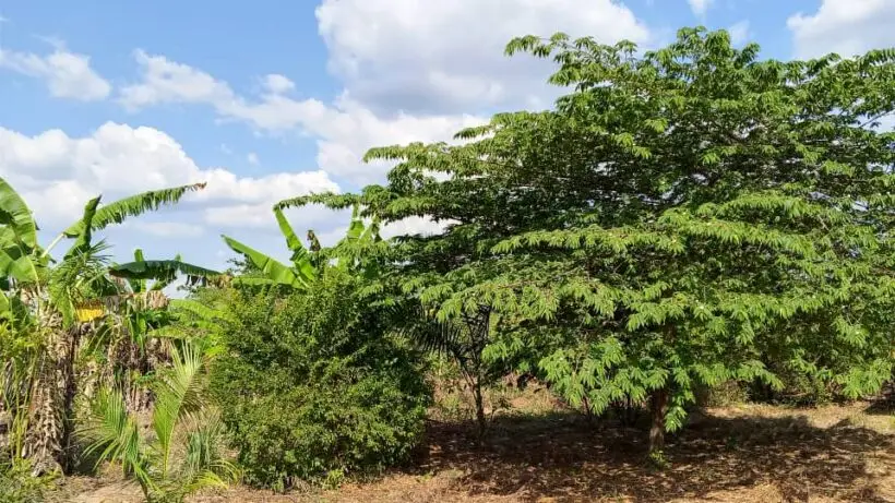 QUARTER ACRE FOR SALE IN MACHAKOS, MWALA.