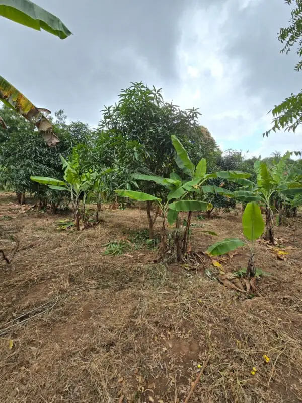 2 ACRES FOR SALE IN Murang"a, Kigumo