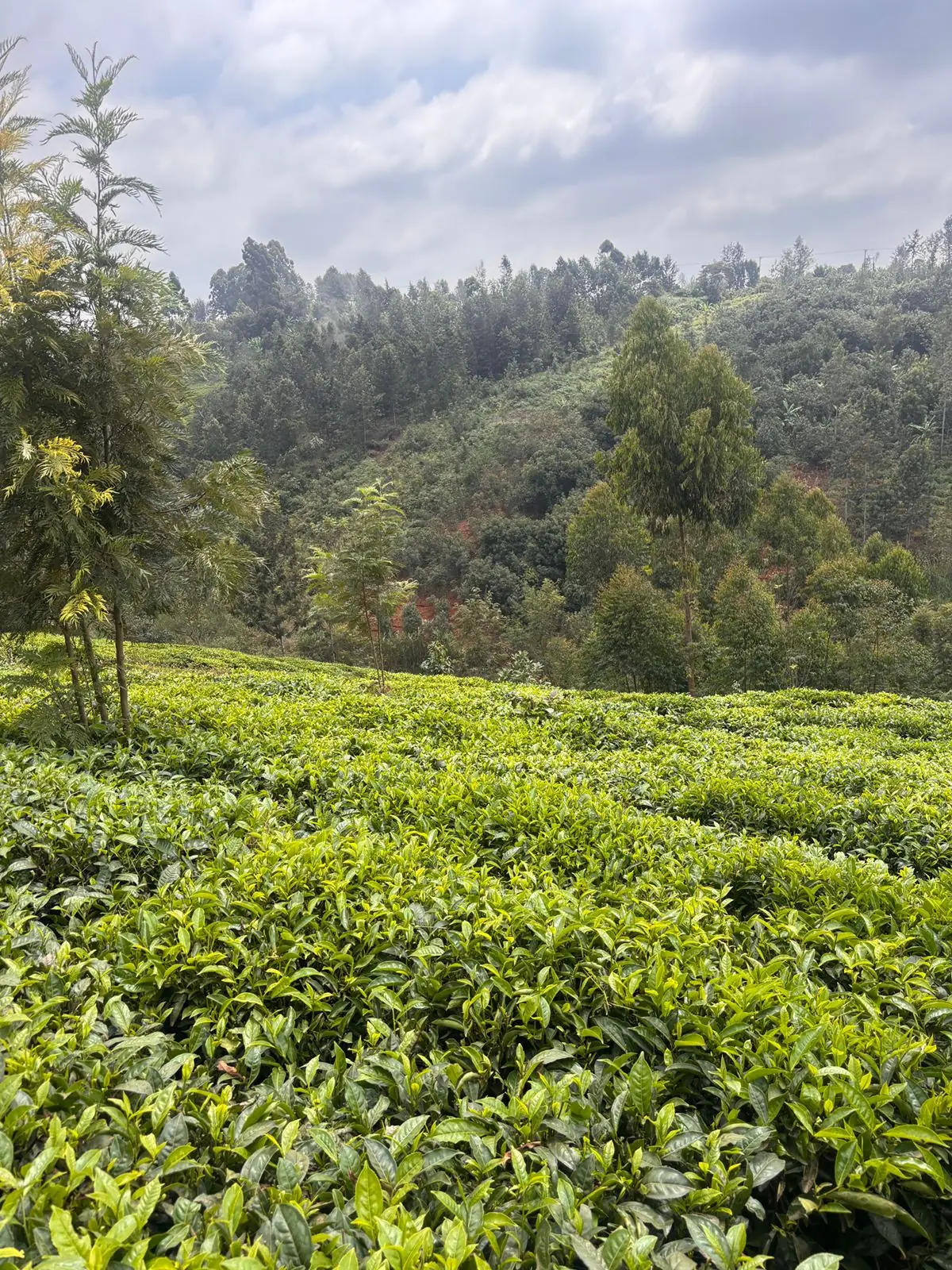 2 ACRES FOR SALE IN GATUNDU SOUTH, NGENDA.