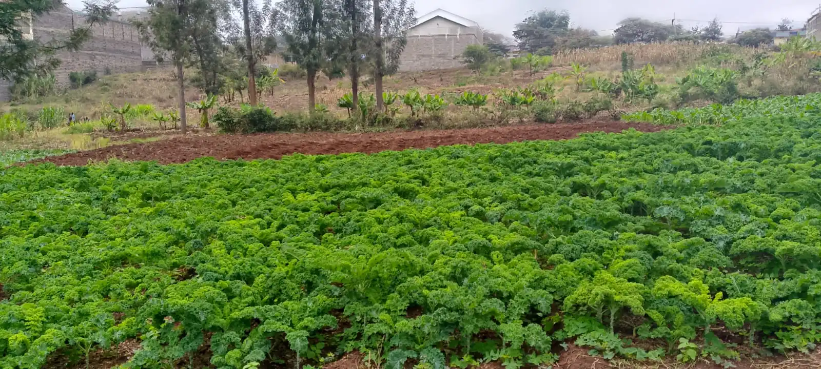 50 BY 100 PLOTS FOR SALE IN RUIRU, BIASHARA.