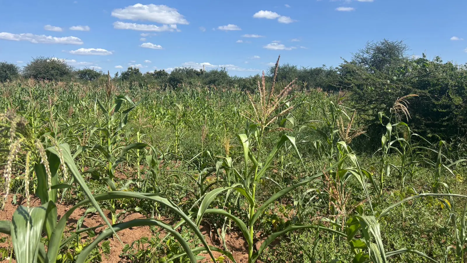 5 ACRES FOR SALE IN MACHAKOS, MASINGA.