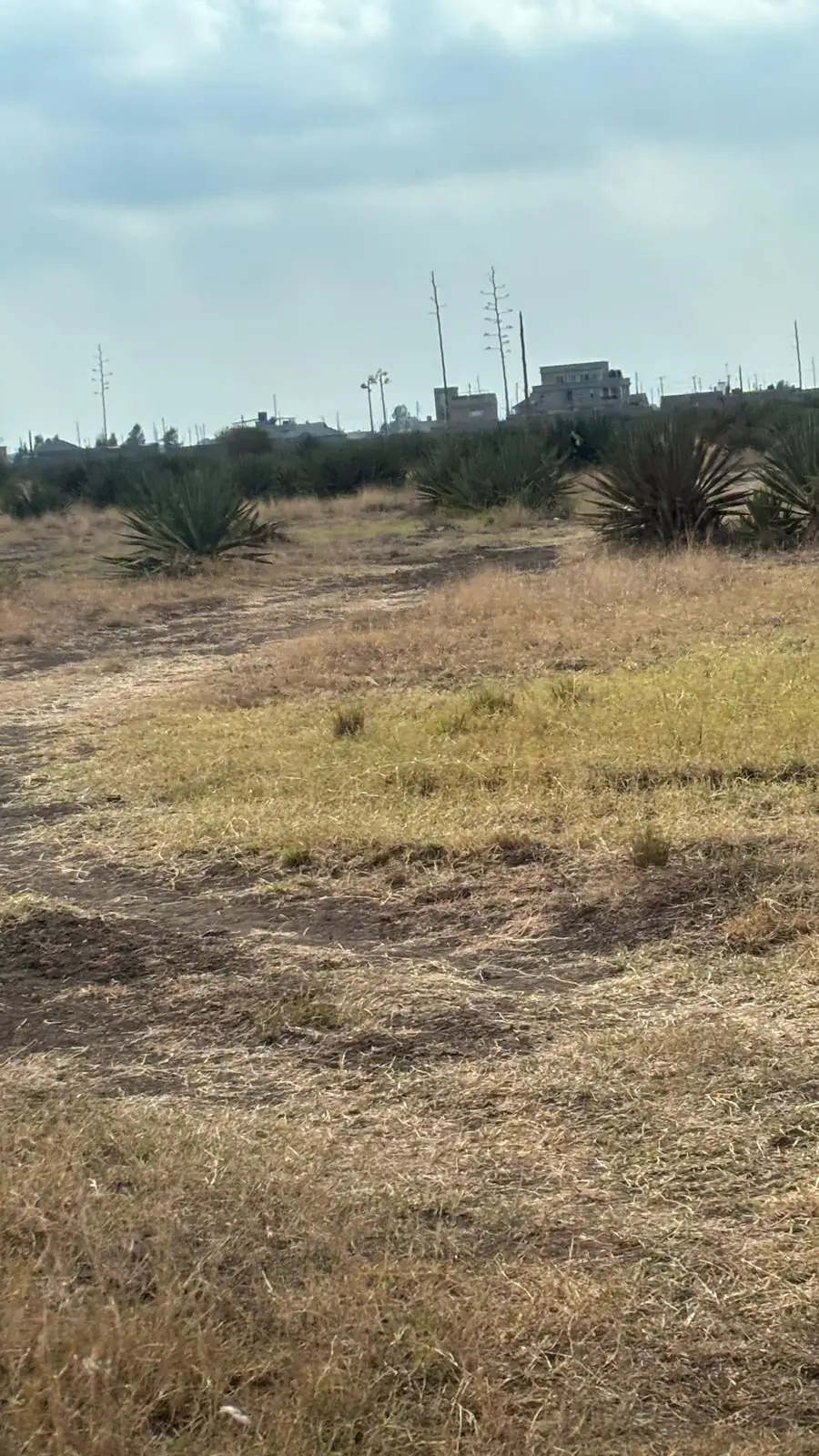 50 BY 100 PLOTS FOR SALE IN JUJA, KALIMONI.