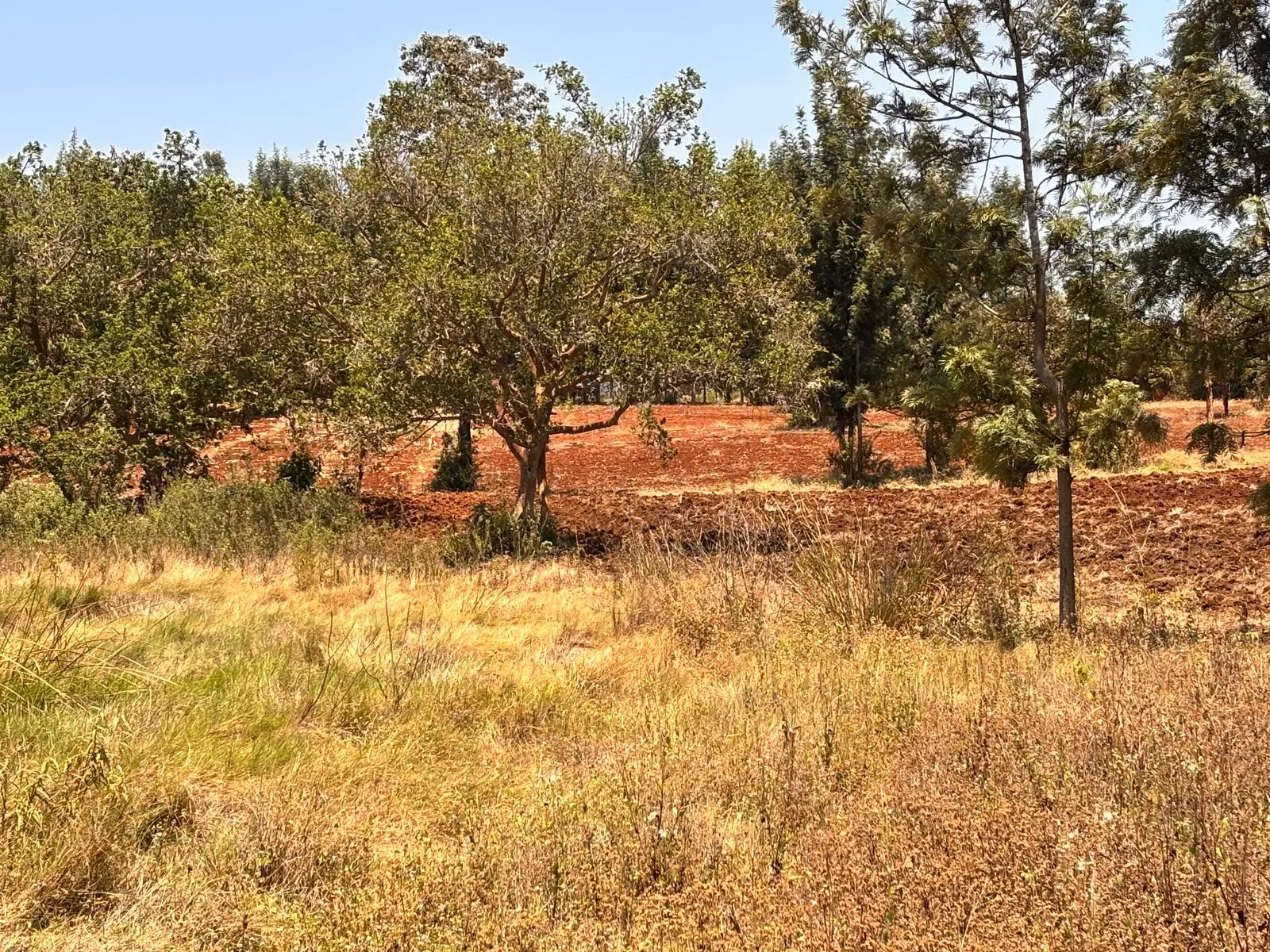 4 ACRES FOR SALE IN MWEA, MUTITHI (KIRINYAGA COUNTY)