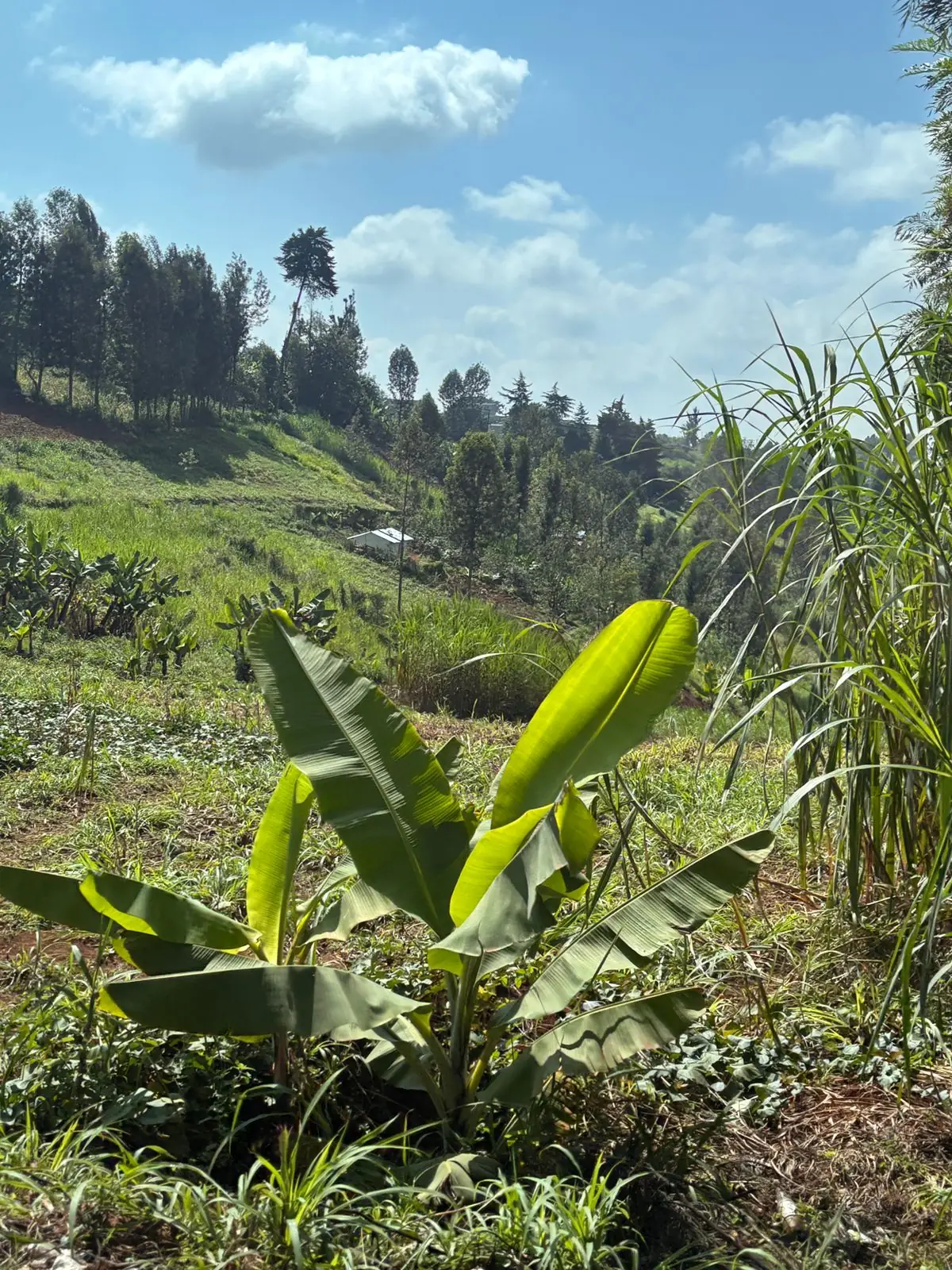 2 ACRES FOR SALE IN NDIA, MUKURE (KERINYAGA COUNTY)