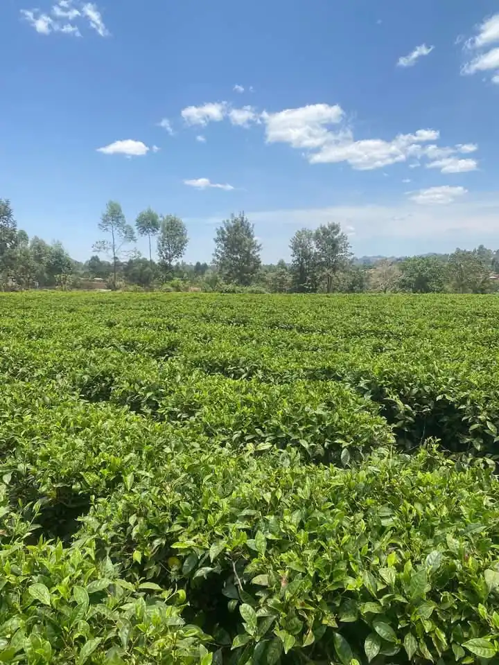 3 ACRES FOR SALE IN TETU, DEDAN KIMATHI (NYERI COUNTY)